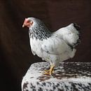 Kip van Jennie Schotman thumbnail