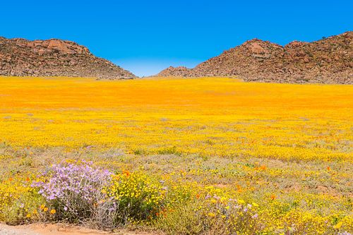 Blumenmeer Karoo Südafrika