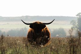 Scottish Highlander with backlight