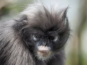 Brillangoer : Königlicher Bürgerzoo