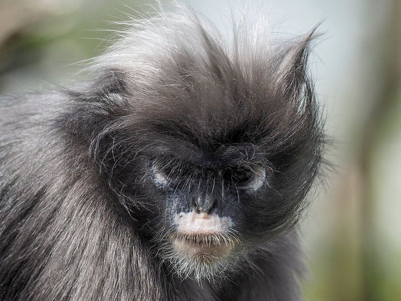 Brillangoer : Königlicher Bürgerzoo von Loek Lobel