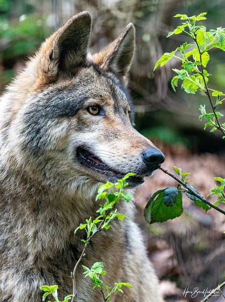 Wolf by Hans-Bernd Lichtblau