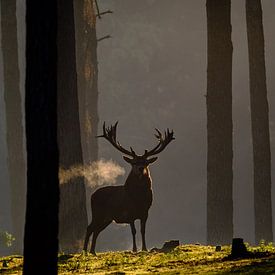 Steaming Red deer in the first sunlight by Erwin Maassen van den Brink