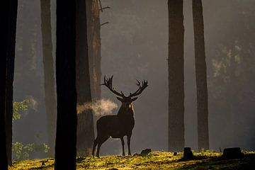 Steaming Red deer in the first sunlight by Erwin Maassen van den Brink