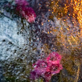 Blumen hinter Glas von Thomas Riess