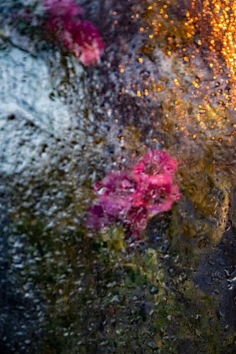 Blumen hinter Glas von Thomas Riess