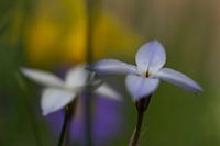 Scilla mischtschenkoana