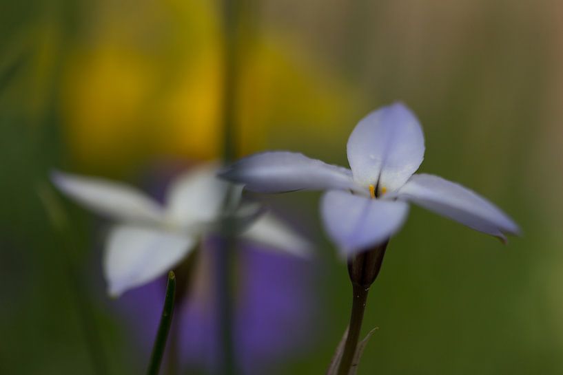 Scilla mischtschenkoana par Michel Vedder Photography