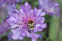 Insect with eyes on its back