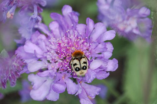 Insect met ogen op z'n rug