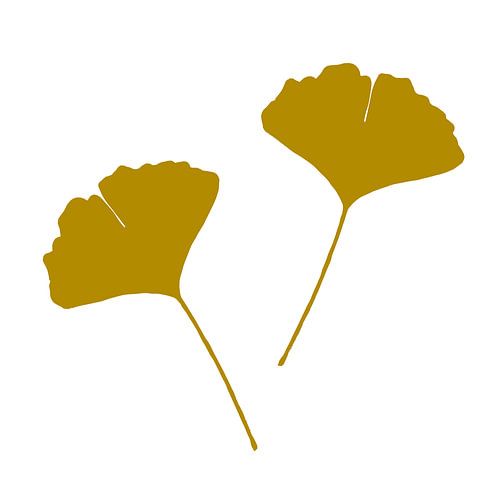 Feuille de Gingko Biloba ou Arbre du Temple, abstraite et minimaliste III