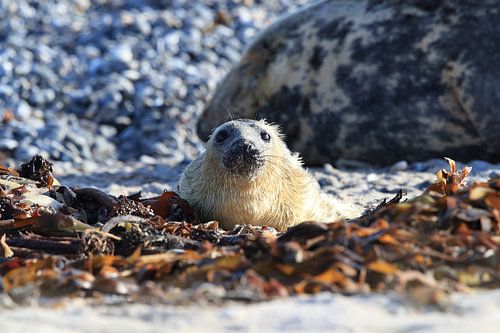Grijze Zeehond Brul Helgoland Eiland Duitsland