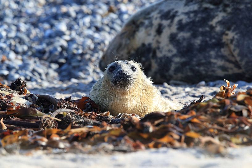 Kegelrobbe Heuler Insel Helgoland Deutschland von Frank Fichtmüller