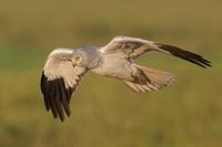 The majestic flight of the hen harrier.