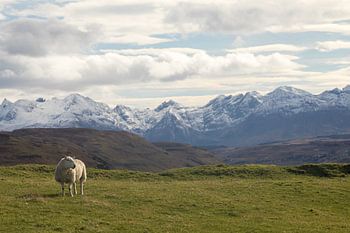 Nuage de moutons dans l'herbe