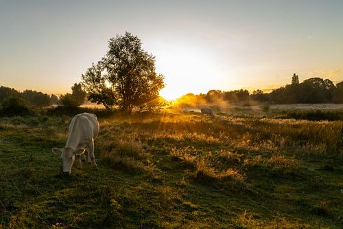 Sonnenaufgang - Meditation - Morgen-rotes Gegenlicht