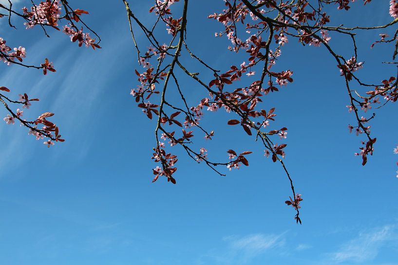 Le printemps en fête par Marije Zwart