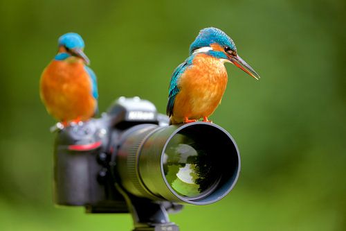 IJsvogel - Jij stelt scherp, ik druk op het knopje!