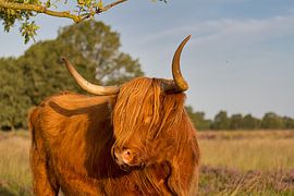 Highlander écossais I sur Anneke Hooijer