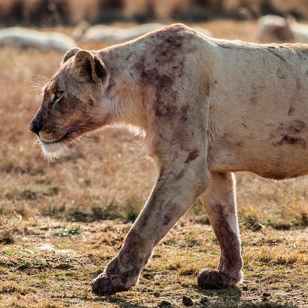 Lion series &quot;Dinner&quot; 4 by Rob Smit