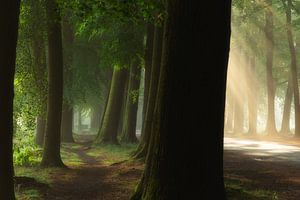 Sonnendurchfluteter Weg