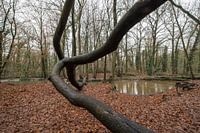 De Bekendelle bij Winterswijk