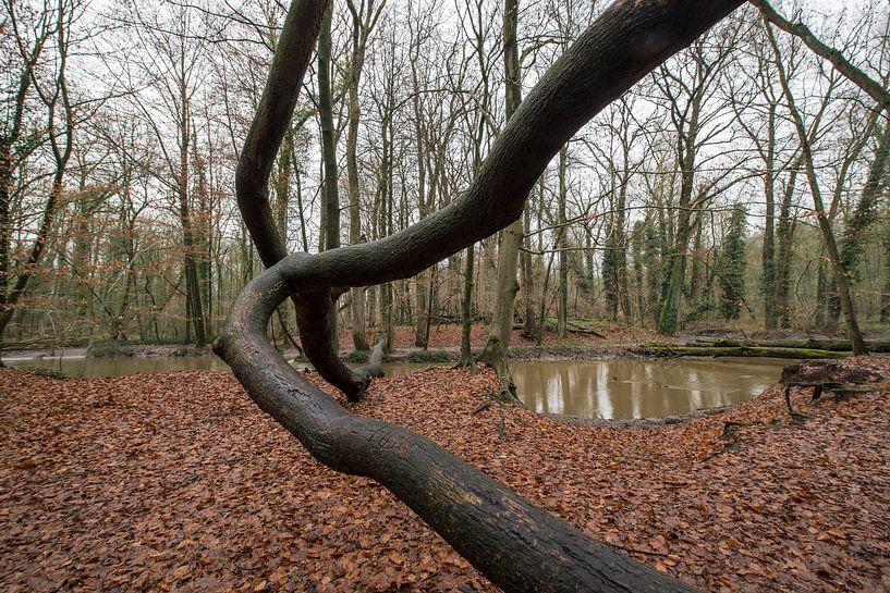 Dutch protected forest by Tonko Oosterink