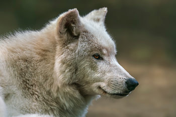 Portrait de tête d'un loup blanc polaire (Canis lupus arctos) dans la forêt