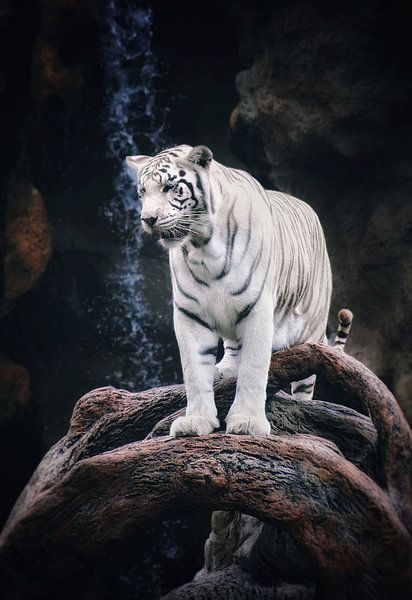 Snow Tiger by Maickel Dedeken