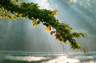 Zonnestralen van Touched By Light thumbnail
