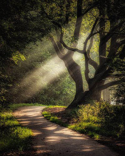 Mysteriöse Stimmung von Sander Korvemaker