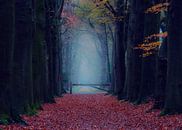 Magisch bos van Claudia De Vries thumbnail