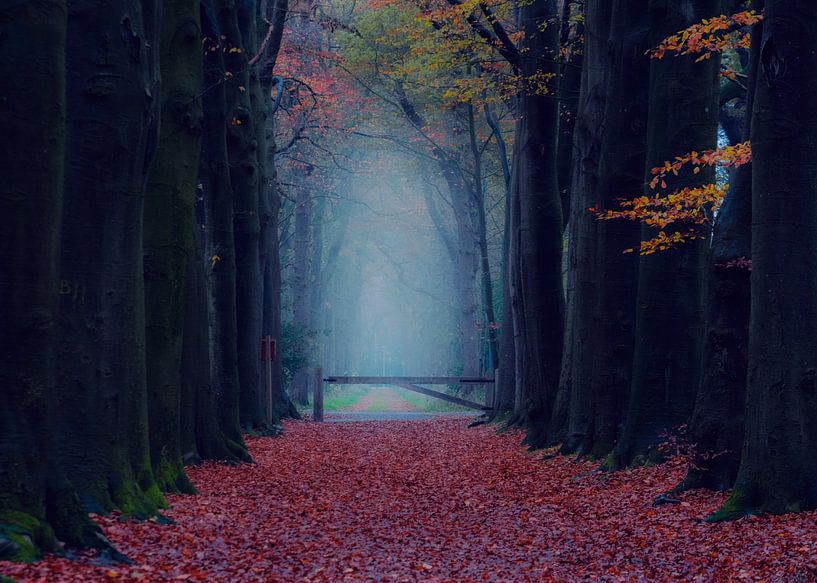 Magisch bos van Claudia De Vries