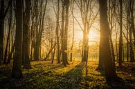 Le soleil du matin qui perce à travers les arbres sur Jim De Sitter Aperçu
