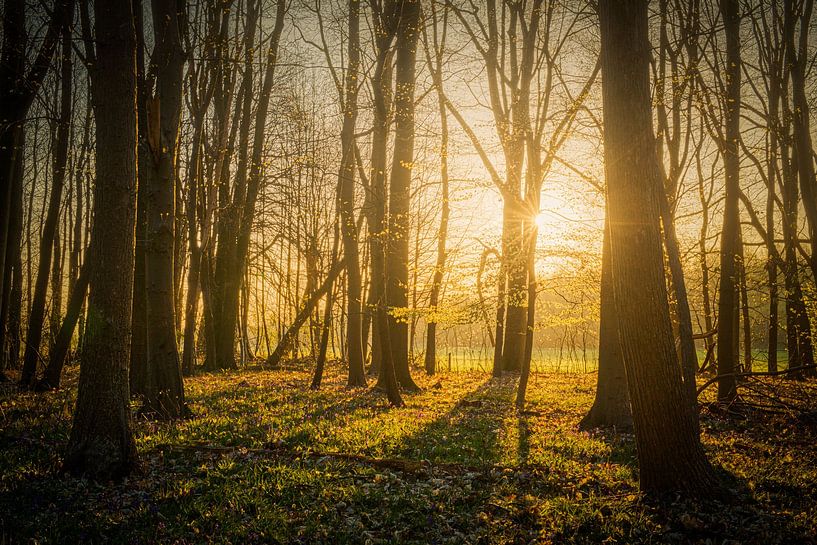 Die Morgensonne sticht durch die Bäume von Jim De Sitter