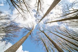 boomtoppen met wolken von Marcel Derweduwen