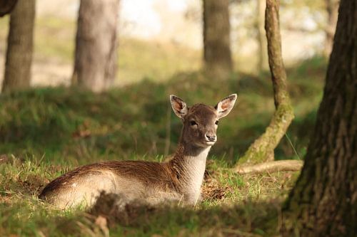 Hertenkalf in het bos