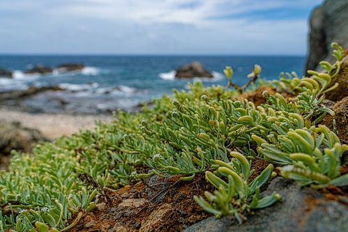 Plant on the coast.