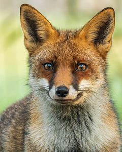 Portrait d'un renard.