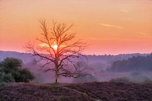 Der Sonnengruß Nr. 1 von Lars van de Goor