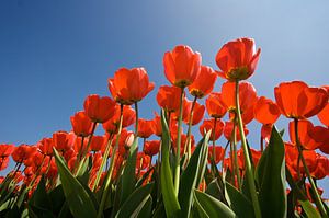 Rode tulpen