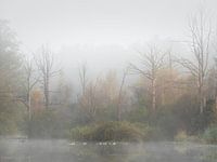 The Seasucker in the fog