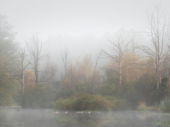 de Zeezuiper in de mist