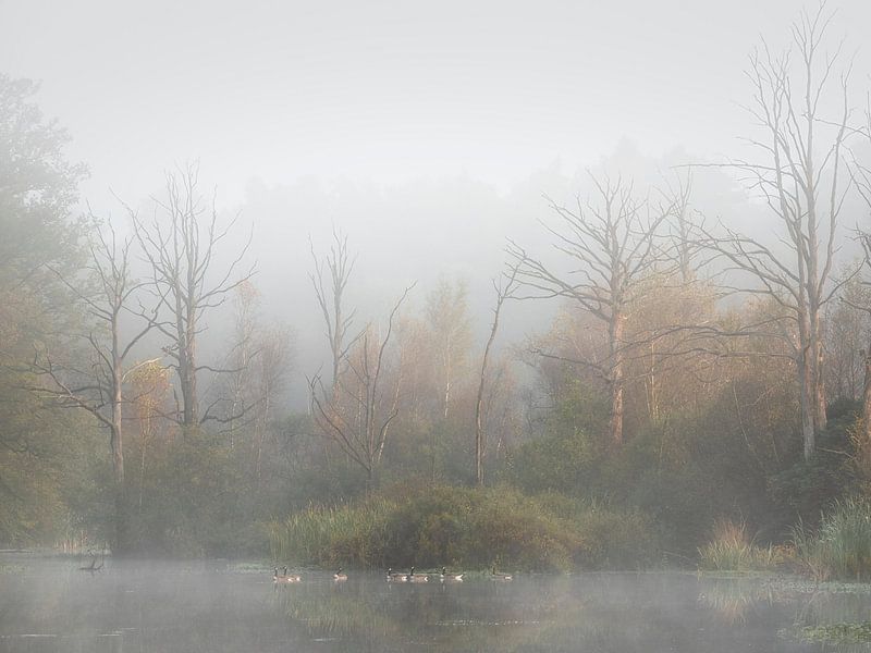 de Zeezuiper in de mist van Jolanda de Leeuw