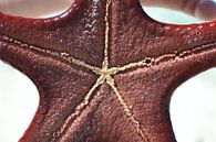 the underside of a starfish von Charise Blokdijk Miniaturansicht