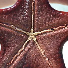 the underside of a starfish von Charise Blokdijk