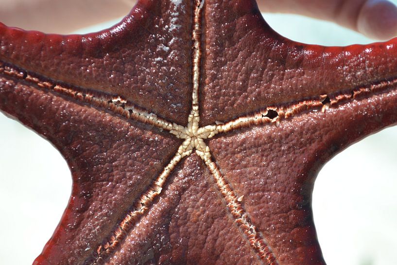 the underside of a starfish von Charise Blokdijk