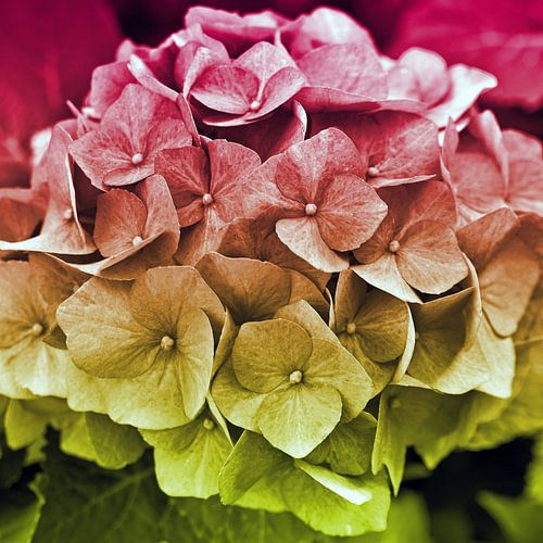 Hortensia poétique 