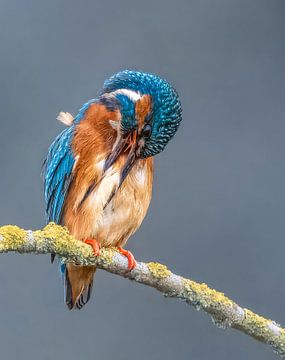 IJsvogel, Kingfisher van Lies Bakker