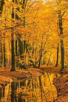 Beek in een herfstbos tijdens een vroege herfstochtend van Sjoerd van der Wal